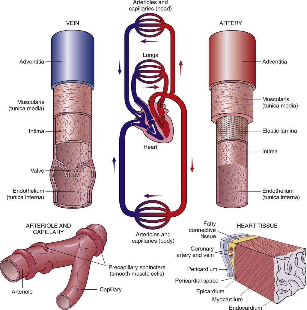 Vascular System The walls of arteries are much thicker than