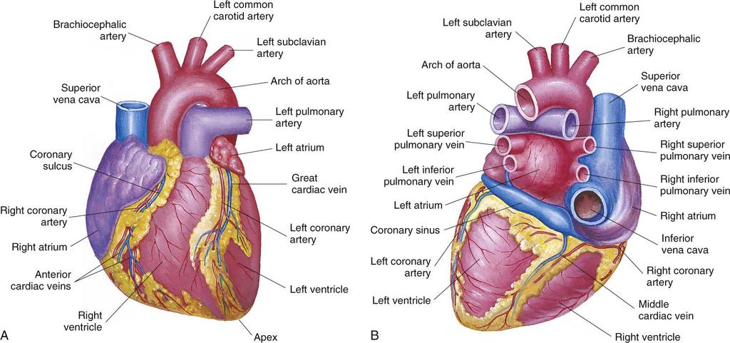 The Heart Major organ of