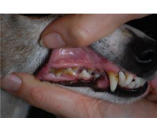 may recommend brushing your pet s teeth. This is one of the most effective ways to combat dental disease. There are several different ways of treating dental disease at home.