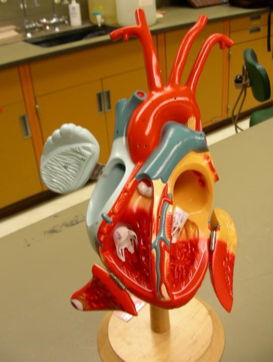 8. Atrial septum. Right atrium. Tricuspid valve. Right ventricle. Interventricular septum. Left atrium. Mitral (bicuspid) valve 8.