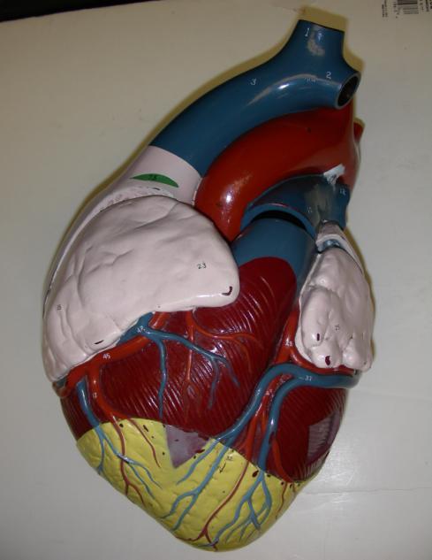 8 9. Superior Vena Cava. Aorta. Right coronary artery. Left Pulmonary artery. Pulmonary trunk.
