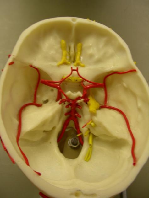 . Circle of Willis (all the vessels that form a circle here). Internal Carotid.
