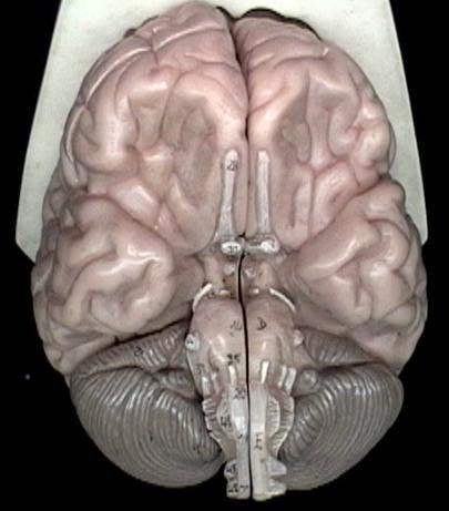 Cranial Nerves A. Olfactory I B. Optic II C. Trigeminal - V A B C What LAYER of tissue is this?