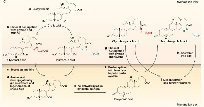 interacting metabolomes The origin of a metabolite is not exclusively dependent on the biosynthetic capacity of an organism or delimited by the genomic inventory.