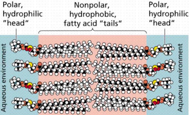Phospholipid molecules (cutaway view) of Cell Membrane Transport Across Cell Membranes Importance All cells acquire the molecules and ions they need from their surrounding extracellular fluid (ECF).