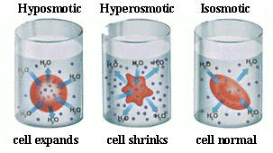 Osmosis & Diffusion Review Sheet Name: Fill in the Blank away low high hypertonic hypotonic diffusion molecules osmosis vacuole water solute permeable towards semi permeable concentration gradient 1.