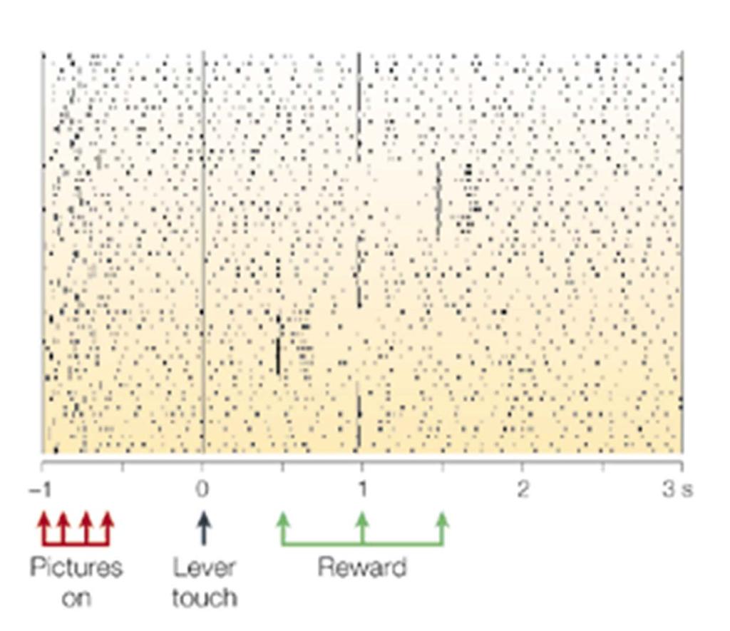 Dopamine neurons encode an error in the temporal prediction of reward. The firing rate is depressed when the reward is delayed beyond the expected time point (1 s after lever touch).