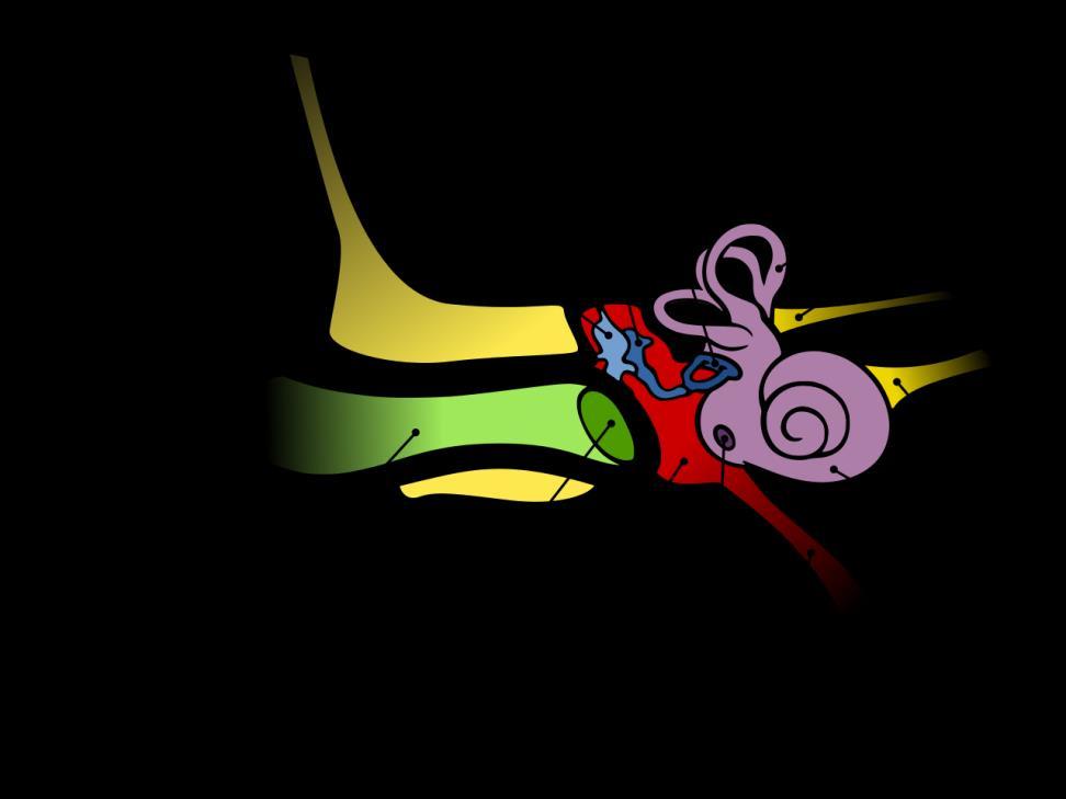 2.1 Ear and the vestibular apparatus Ear consists of three parts i.e. Outer ear, middle ear and inner ear.