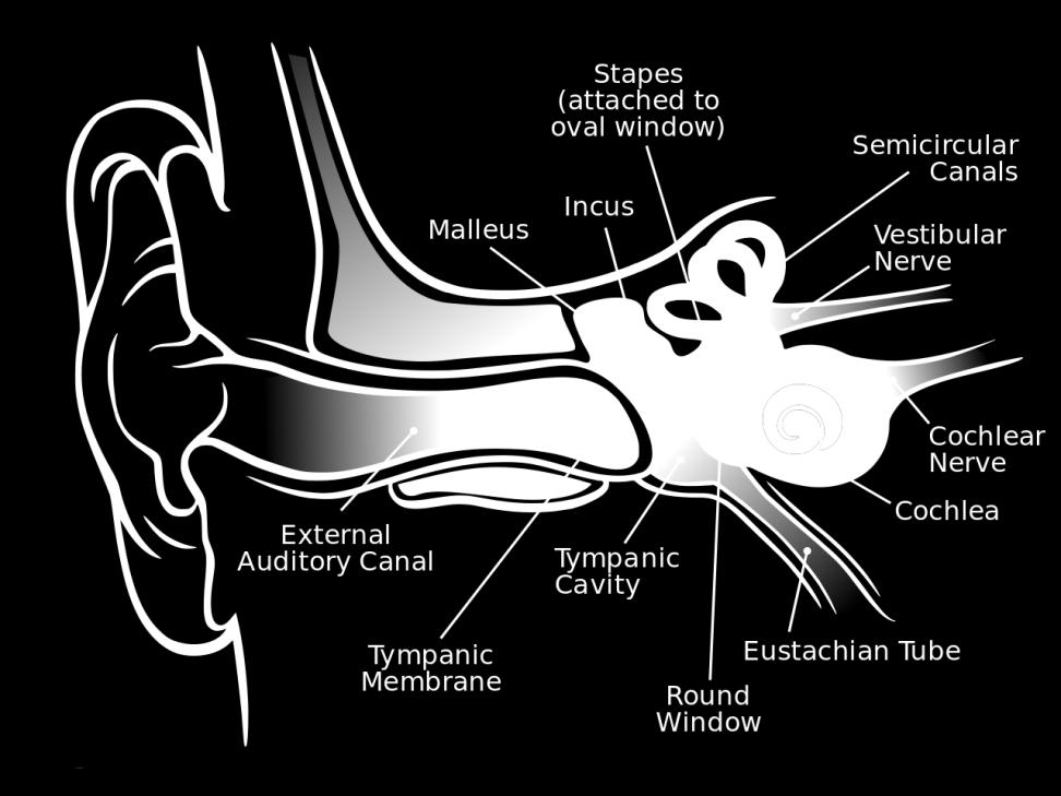 The tympanic membrane is connected to the manubrium of malleus which transfers the vibrations of the sound waveform from outer ear to middle ear.