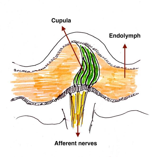 Figure 4: Schematic diagram showing movement of cupula causing mechanotransduction in semicircular canals Section 4: Vestibulo-Ocular reflex 4.
