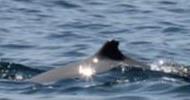 Photo-catalog of two humpback dolphins identified by distinctive marks on their dorsal fin
