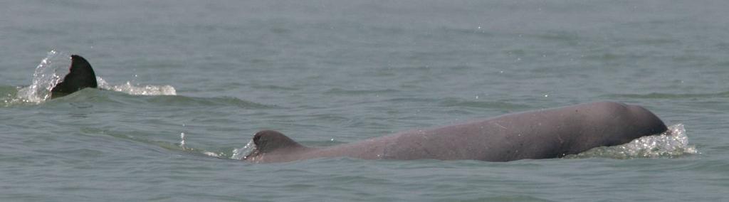 Behavior Irrawaddy dolphins are normally found in small groups of less than six animals but sometimes as many 15 or even more.