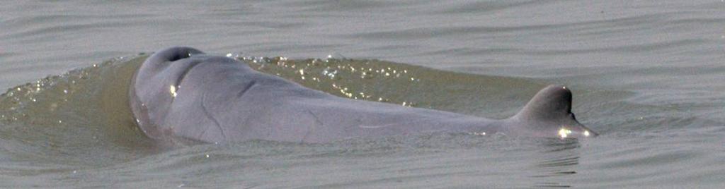 In inland channels Irrawaddy dolphins tend to be found in deep pools downstream of channel confluences and meanders, and upstream and downstream of islands.