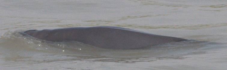 As the name implies they have no dorsal fin. The body is dark grey, slender and torpedo shaped with a rounded head and no beak. The tail stock is narrow and flukes concave.