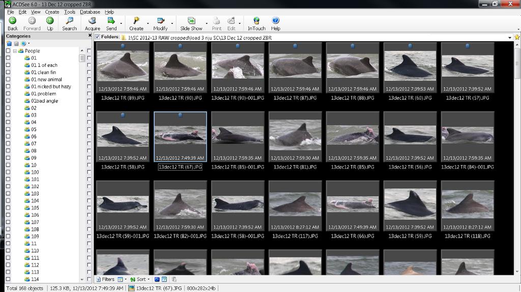 Above is a screen shot from ADCSEE. These images are from one day of photo id effort on Indo-Pacific humpback dolphins.