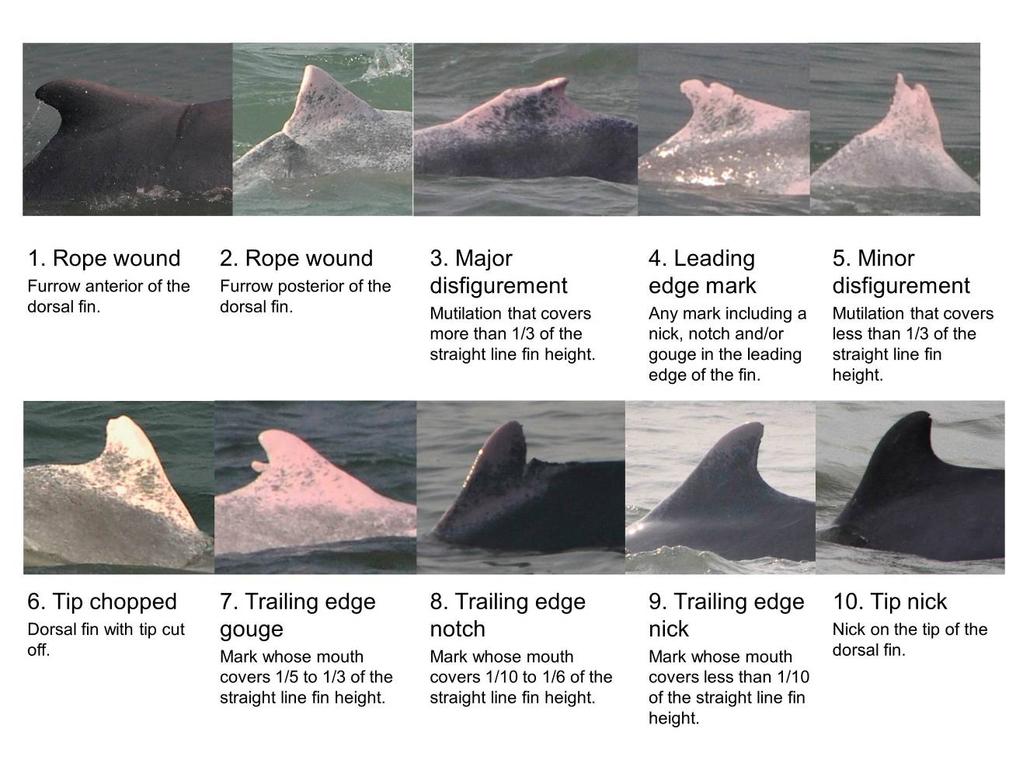 Table 1. Criteria used to categorize dorsal fins according to mark types and their location.