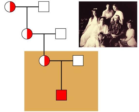Example 2: Hemophilia Queen Victoria (1819-1901) Albert A blood-clotting disease: Excessive bleeding even after minor injuries Queen Victoria seems to be the first carrier Mutation spread through