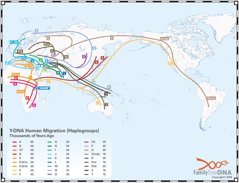 Y chromosome linkage groups can be used to trace human migration in history Human