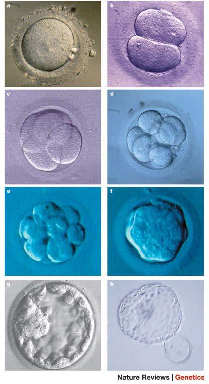 Genetic testing BEFORE implantation into uterus Developmental stages of the mammalian embryo before implantation into the uterus: Zygote 1 2 stage 2-cell stage Early morula (4