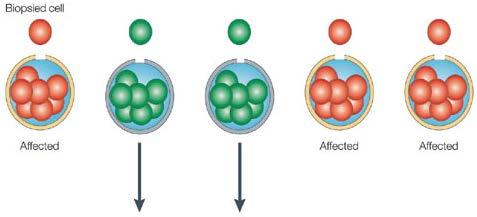 1-3 cells are taken from the morula or