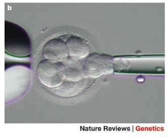 embryo can be determined already before