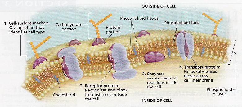 Functions of Membrane Proteins