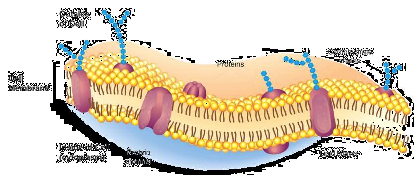 Cell Membrane Cell Membrane Cell (Plasma) membrane Outside of cell Proteins