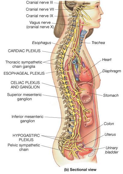 Ganglia Location of ganglia Close to vertebral column Paravertebral ganglia chain running parallel to