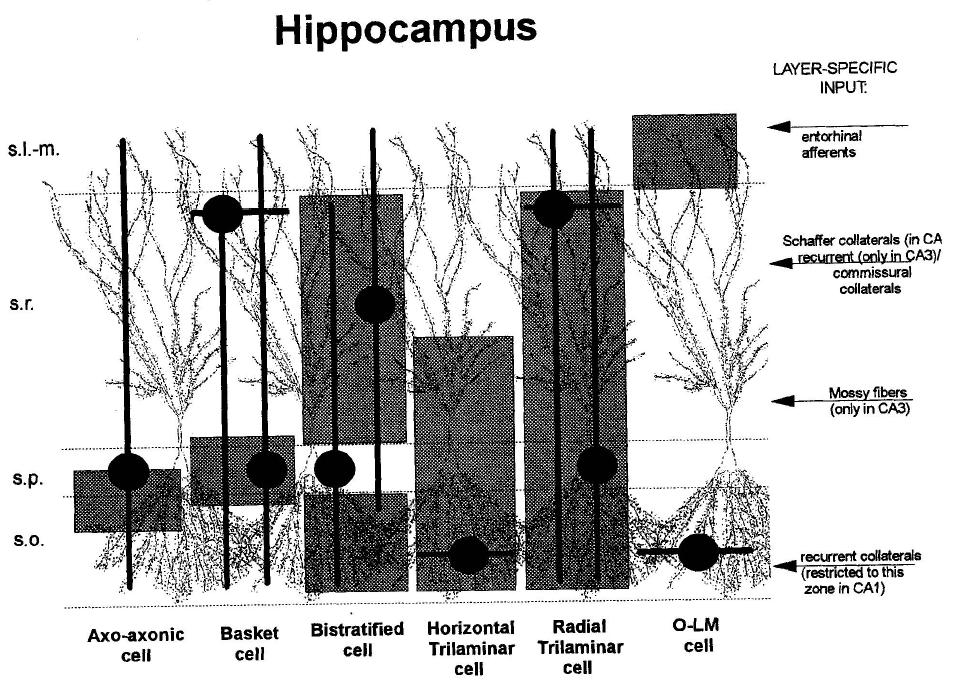 Morphological classification Summary of morphological