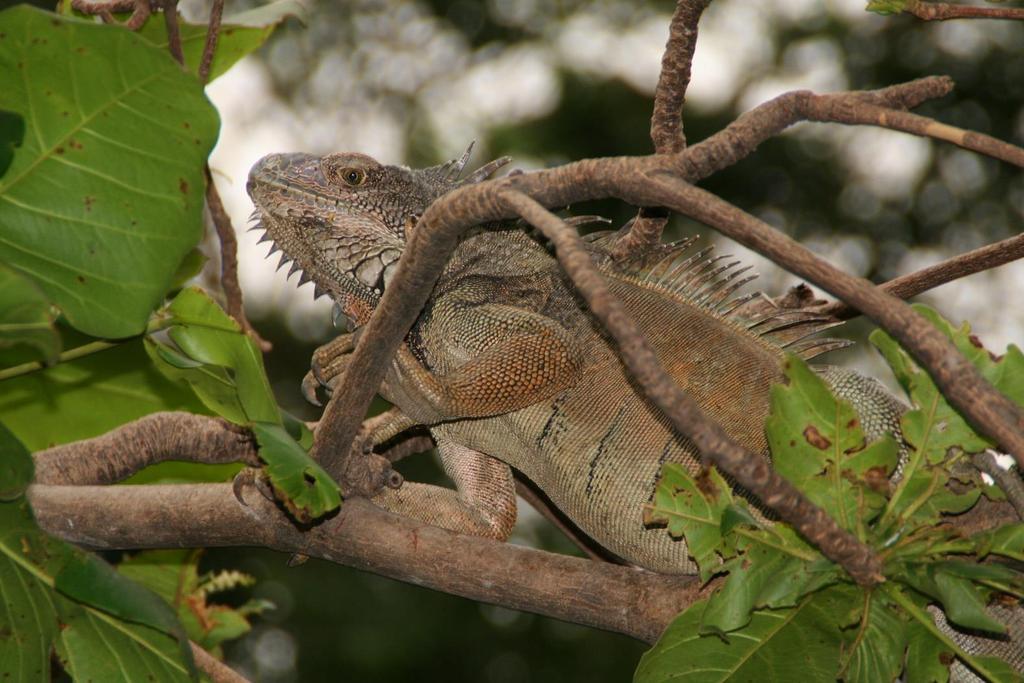 A researcher is interested in the weight of land iguanas. First, he separates the available iguanas by gender.