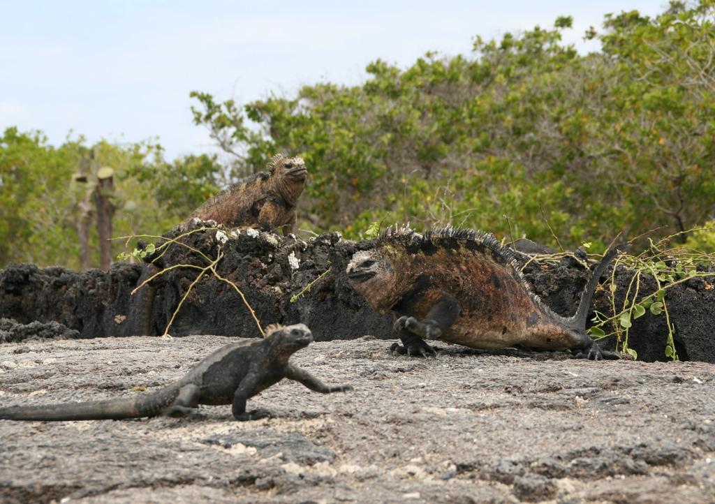Marine iguanas do not really pay attention to