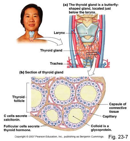 Thyroid Anatomy, Histology and Physiology Pictures from the internet: Accessed on 10/13/2011, at: http://www.merckmanuals.
