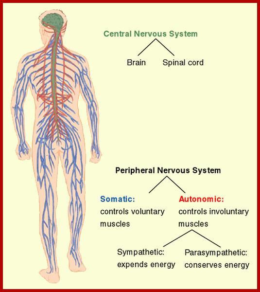 Peripheral Nervous System (PNS) Gathers and carries information to CNS Comprised of everything