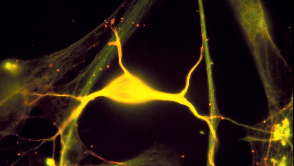 Neurons Messages to and from the brain travel along the nerves, which are strings of long, thin