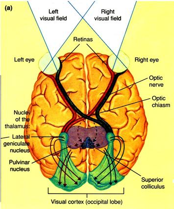 Brain Structures: Hemispheres Cerebral 43