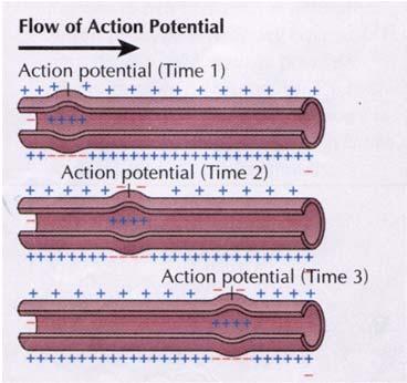 Propagation of the action potential Occurs when the rush