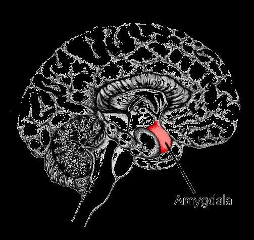 Physical Differences - Amygdala Men: Medial amygdala is larger.