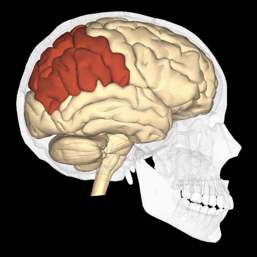 Other Areas Parietal Lobe Responsible for sense of space, hand-eye