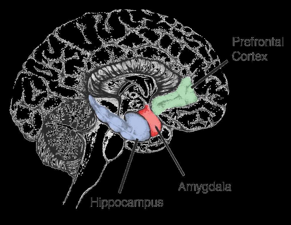 Other Areas Prefrontal Cortex Responsible for executive functions; analysis, decision making, moderating social behavior, attention.