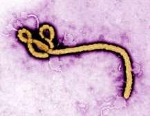 This virus is often the source of inspiration for movies such as "Outbreak" Preventing Viral Diseases Antibiotics are. Antibiotics are designed to disrupt the metabolism of organisms.