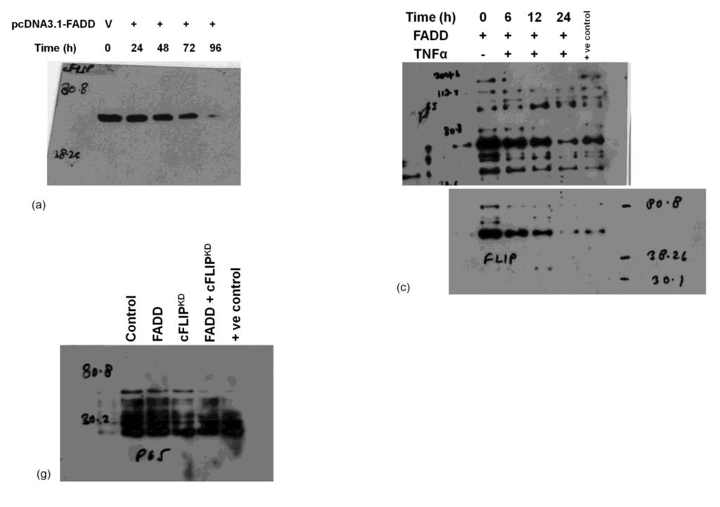 56 57 58 Figure S5. The uncropped full-length image of western blot results for Figure 2a, c & g.