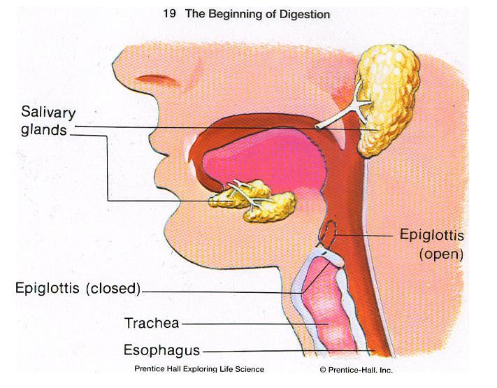 The Digestive Pathway Mouth