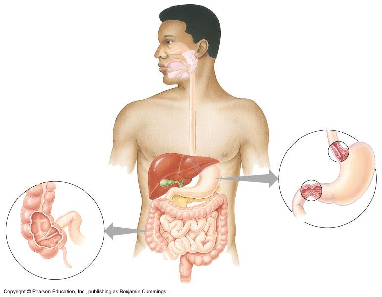mouth break up food digest starch kill germs moisten food liver produces bile - stored in gall bladder break up fats pancreas produces enzymes to digest proteins & carbs