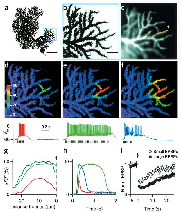 Figure 7 Parallel fiber activation evokes localized postsynaptic responses.