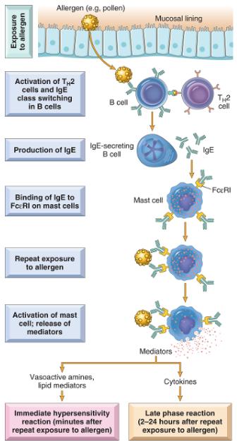 Type I : Immediate Hypersensitivity T H 2 cells play a central role in the initiation and