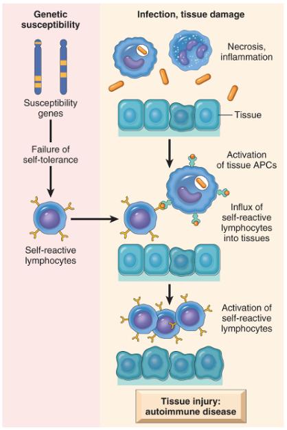 Autoimmunity: Mechanisms Pathogenesis of autoimmunity Autoimmunity results from multiple factors, including susceptibility genes that may interfere with self-