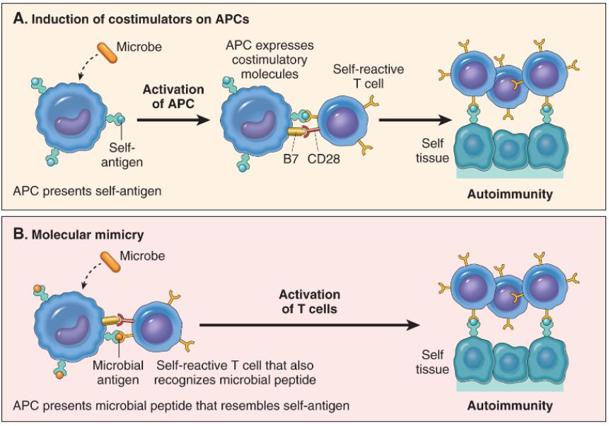 Autoimmunity: Mechanisms Postulated role of infections in autoimmunity.