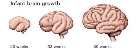 Nutrition and brain growth Total brain tissue volume increases by 22 ml each week (3 D