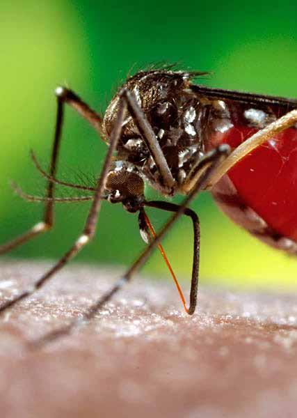 Aedes mosquitoes carriers of Zika virus Spreading in the tropics because of invasive mosquitoes, Aedes aegypti and Aedes albopictus, Zika is the latest in a wave of viral vector borne diseases.