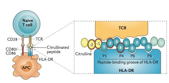 Rheumatoid Arthritis Citrullinated proteins: bind MHC Class II proteins that contain the shared epitope (AA sequence in +vely charged P4